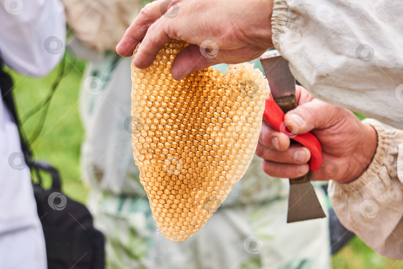 Скачать кусочек сота диких пчел в руках пчеловода фотосток Ozero