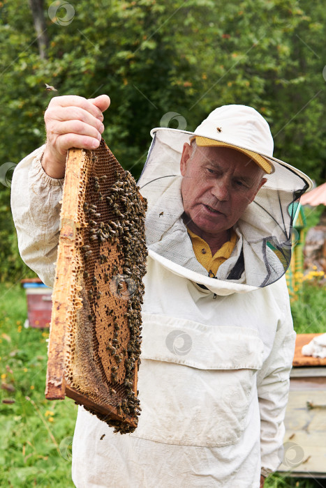 Скачать пчеловод осматривает рамку для расплода, извлеченную из улья, держа в руках фотосток Ozero