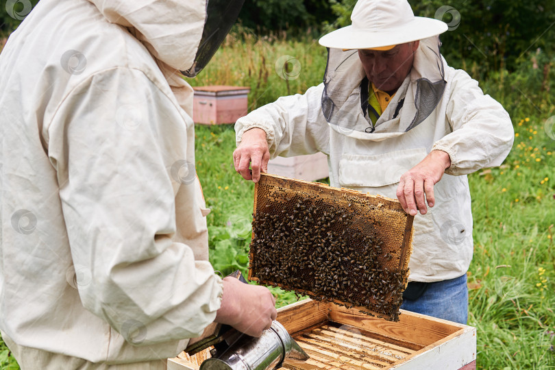 Скачать два пчеловода проверяют улей с помощью коптильни и осматривают rem фотосток Ozero