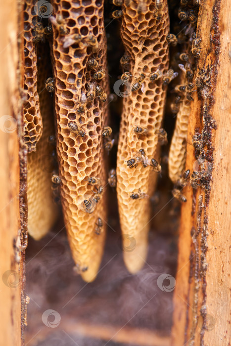 Скачать натуральные соты внутри традиционного бревенчатого улья в дыму от b фотосток Ozero