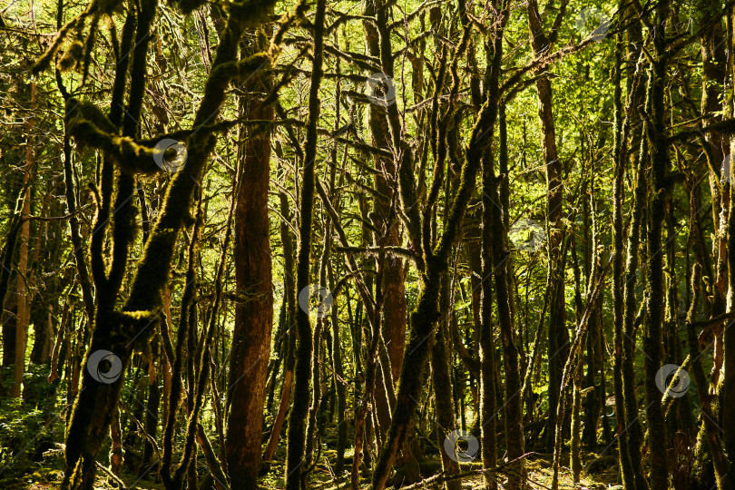 Скачать мертвый самшитовый лес из-за нашествия самшитовой моли на Кавказе фотосток Ozero