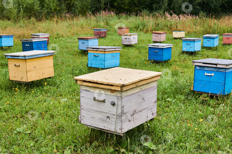 Скачать пчелиный двор на лесной поляне с деревянными ульями фотосток Ozero