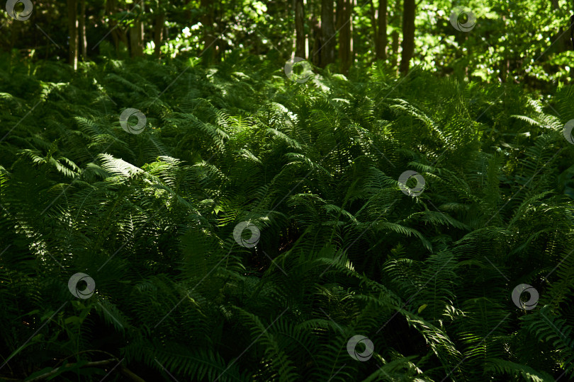 Скачать заросли лесных папоротников в тени между стволами деревьев фотосток Ozero