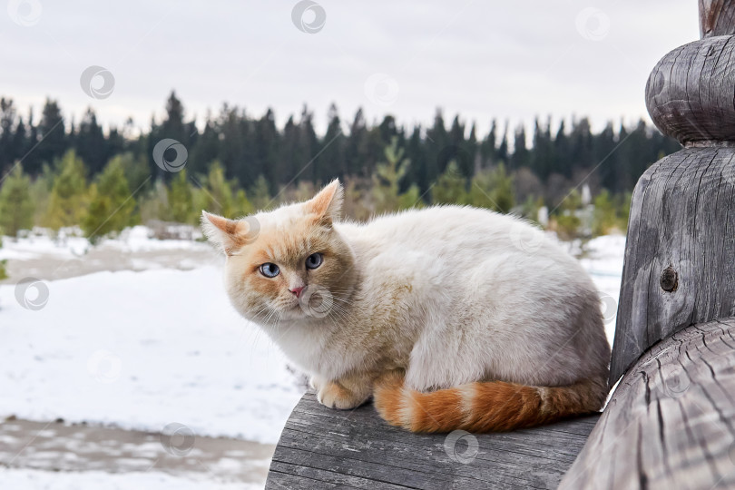 Скачать кремово-голубоглазый кот сидит на открытом воздухе на углу бревенчатого дома фотосток Ozero