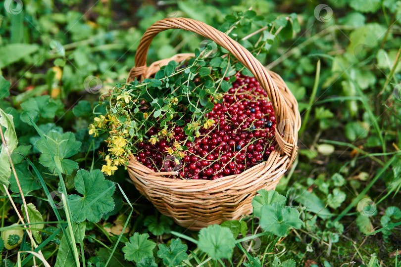 Скачать плетеная корзинка с ягодами красной смородины и цветами зверобоя фотосток Ozero