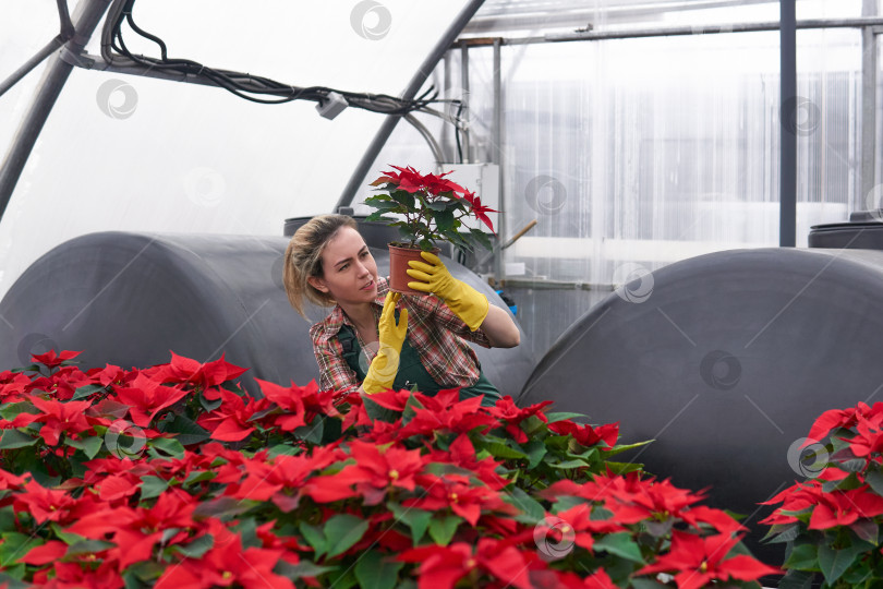 Скачать женщина-садовник в теплице с красной пуансеттией тщательно ухаживает фотосток Ozero