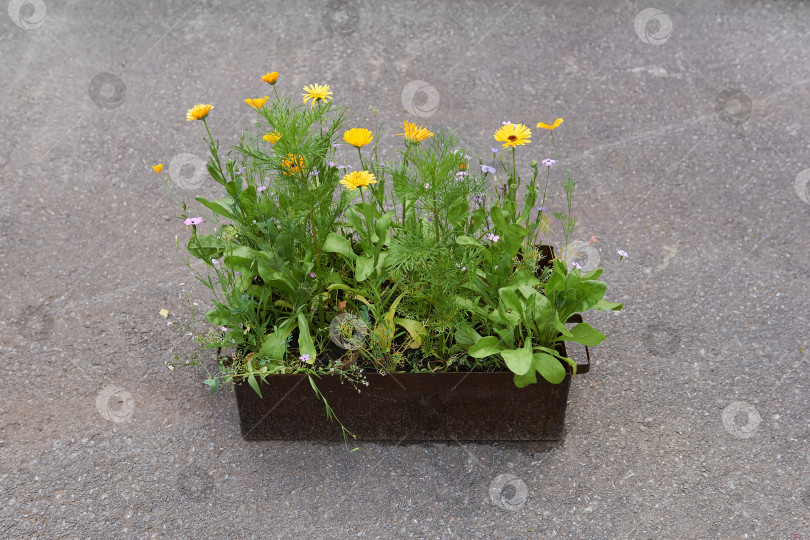 Скачать маленькая железная коробка с полевыми цветами стоит на бетоне фотосток Ozero