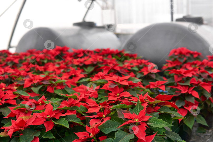 Скачать питомник растений с большим количеством красных цветов пуансеттии в теплице фотосток Ozero