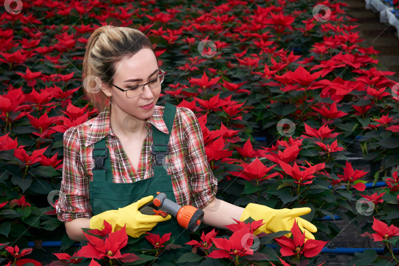Скачать женщина-садовник в теплице готовится поливать цветок пуансеттии фотосток Ozero