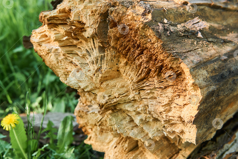 Скачать упавшее гнилое дерево на естественном размытом фоне фотосток Ozero