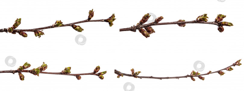 Скачать ветка вишневого дерева с набухшими распускающимися почками. изолированный на белом фотосток Ozero