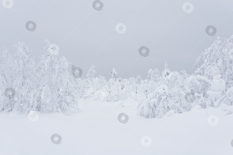 Скачать замерзший зимний горный лес, деревья, покрытые толстым слоем фотосток Ozero