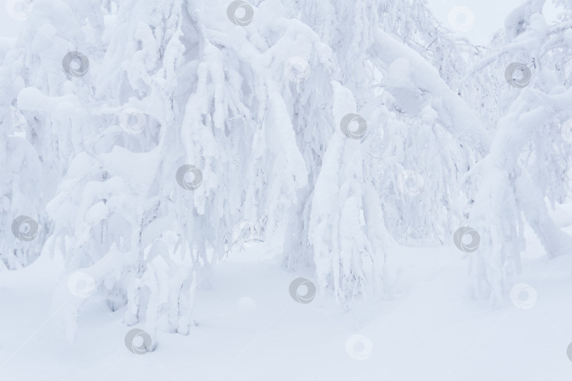 Скачать светлый зимний естественный фон - ветви кустов и деревьев, а фотосток Ozero