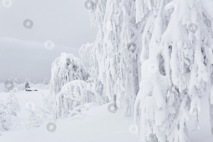 Скачать деревья и кустарники, покрытые снегом после снежной бури на фоне фотосток Ozero