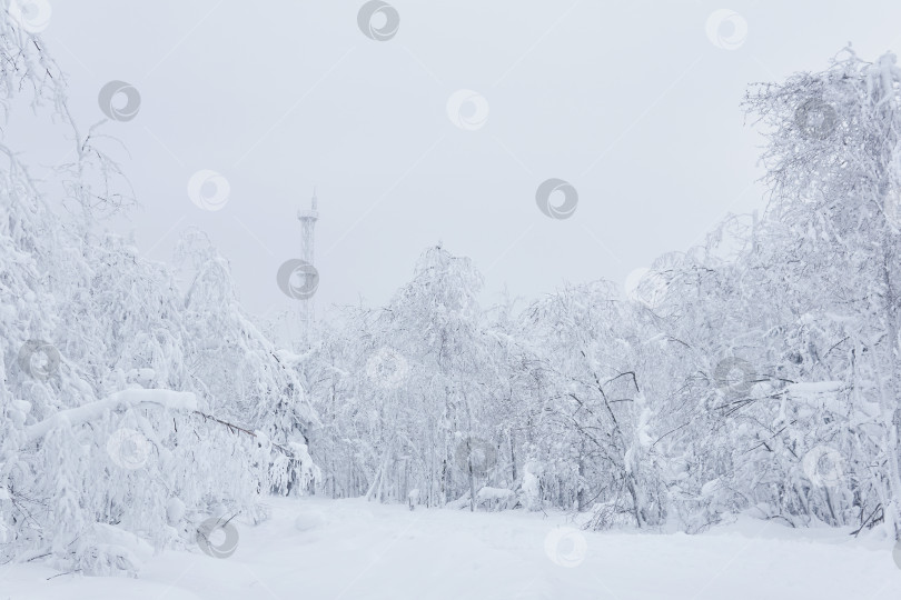 Скачать белый зимний заснеженный пейзаж - дорога через лес и фотосток Ozero