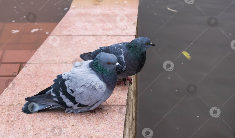 Скачать Два голубя сидят на перилах набережной фотосток Ozero