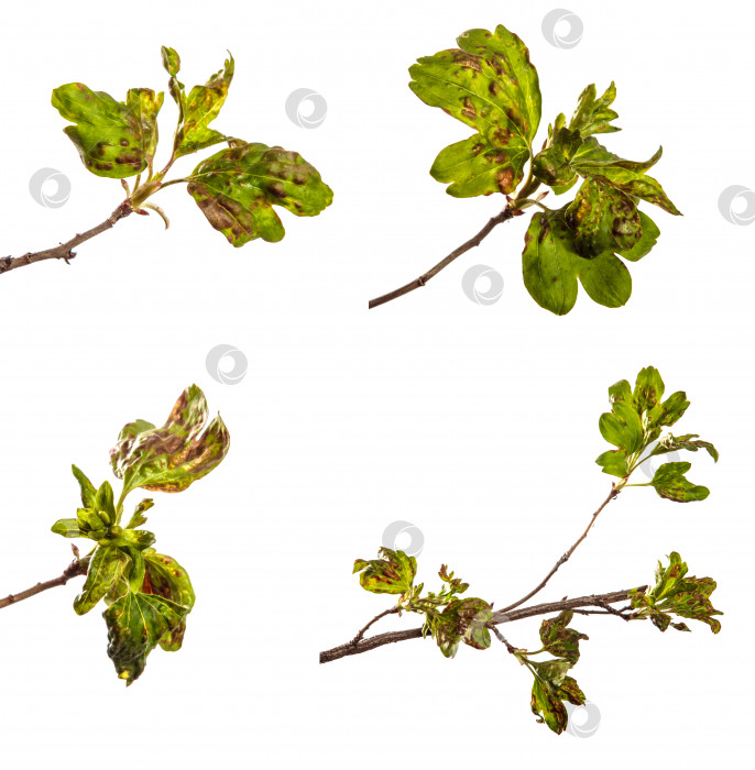 Скачать ветка смородинового куста с листьями, пораженными болезнью. изолированный на белом фотосток Ozero