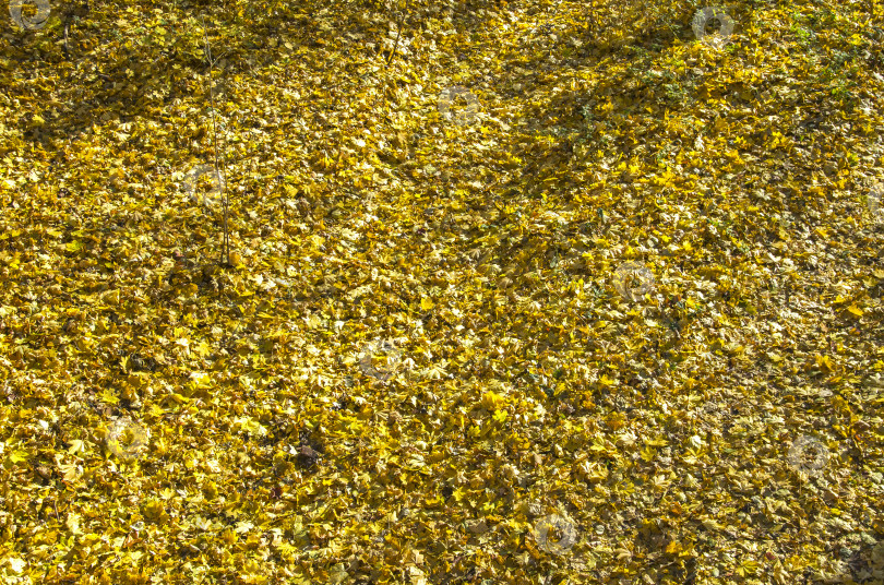 Скачать Фон образован опавшими кленовыми листьями. фотосток Ozero