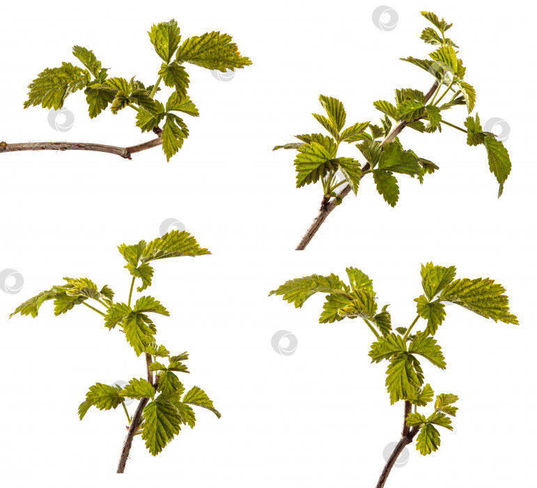 Скачать куст малины с молодыми зелеными листьями. изолированный на белом фотосток Ozero