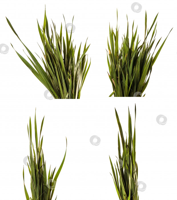 Скачать пучок молодой зеленой травы. изолированный на белом фотосток Ozero