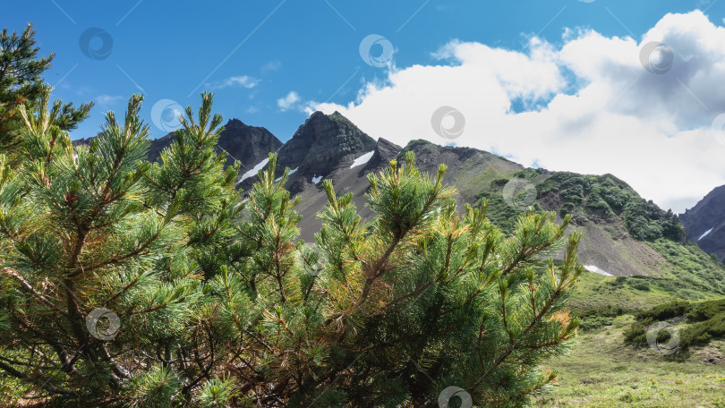 Скачать В долине растет кедровый стланик Pinus pumila. фотосток Ozero