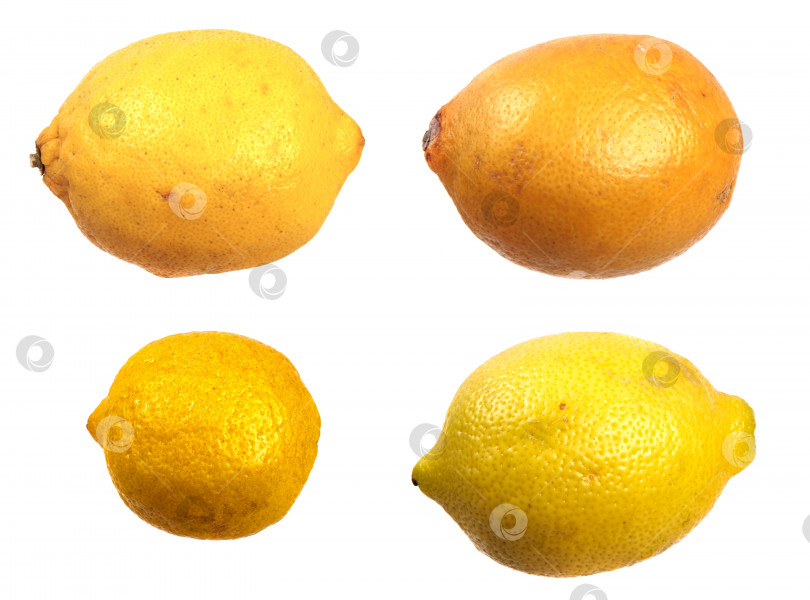Скачать спелый ароматный желтый лимон. на белом фотосток Ozero