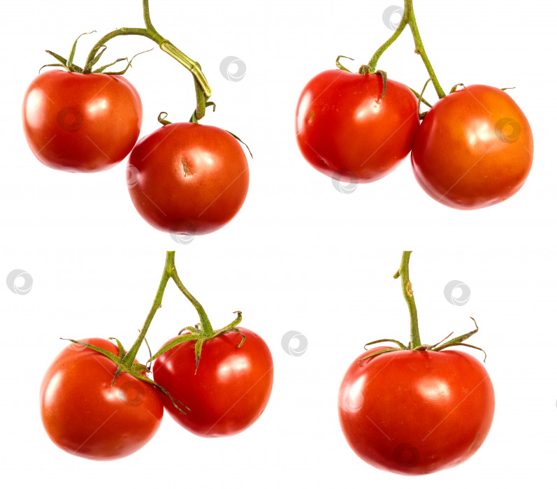 Скачать спелые красные помидоры на ветке. набор фотосток Ozero