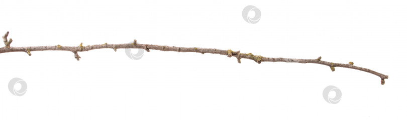 Скачать сухая ветка грушевого дерева с потрескавшейся корой. изолированный на белом фотосток Ozero