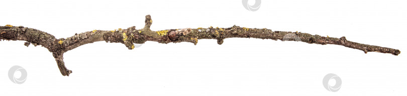 Скачать сухая ветка грушевого дерева с потрескавшейся корой. изолированный на белом фотосток Ozero