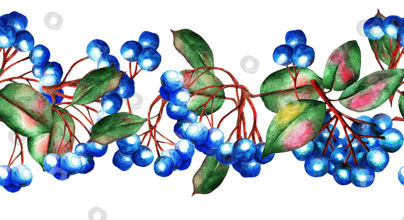 Скачать Синие ягоды, узор, акварель (4) фотосток Ozero