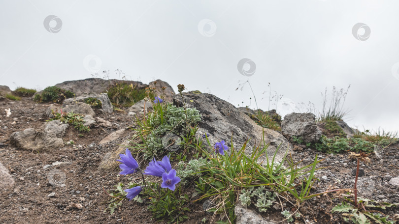 Скачать На вершине горы, среди камней, цветут яркие колокольчики. фотосток Ozero