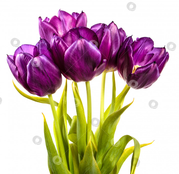 Скачать букет из красивых фиолетовых тюльпанов. изолированный на белом фотосток Ozero