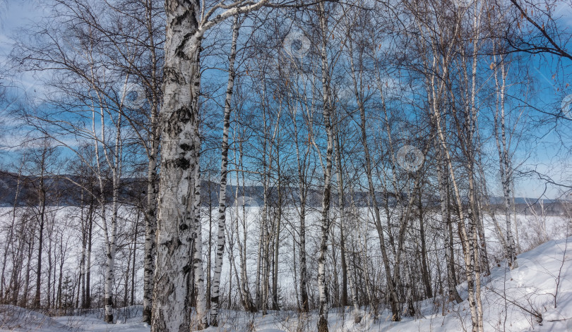 Скачать Березовая роща на берегу замерзшей реки. фотосток Ozero