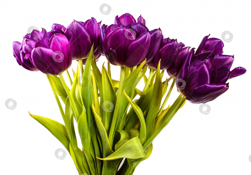 Скачать букет из красивых фиолетовых тюльпанов. изолированный на белом фотосток Ozero