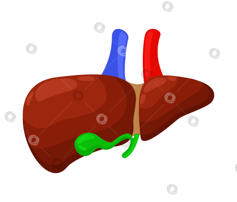 Скачать Векторное изображение печени и желчного пузыря. фотосток Ozero