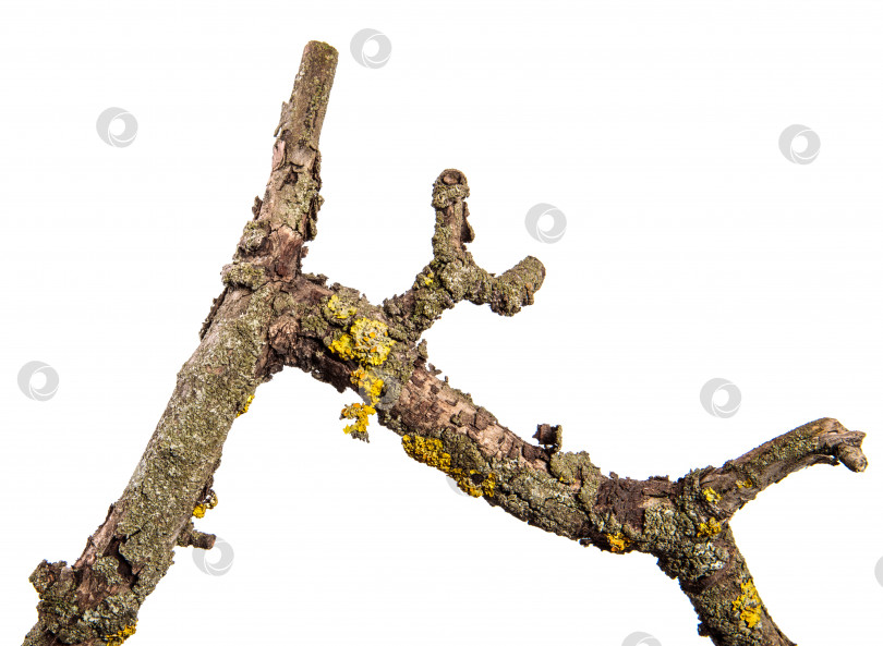 Скачать Часть сухой ветки грушевого дерева с потрескавшейся корой. изолированный на белом фотосток Ozero