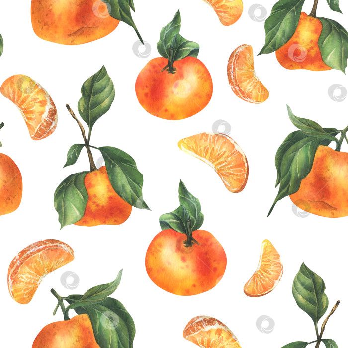 Скачать Оранжевые мандарины с зелеными веточками и листьями, цитрусовые тропические фрукты целиком и ломтиками. Акварельная иллюстрация, нарисованная от руки. Бесшовный узор на белом фоне фотосток Ozero