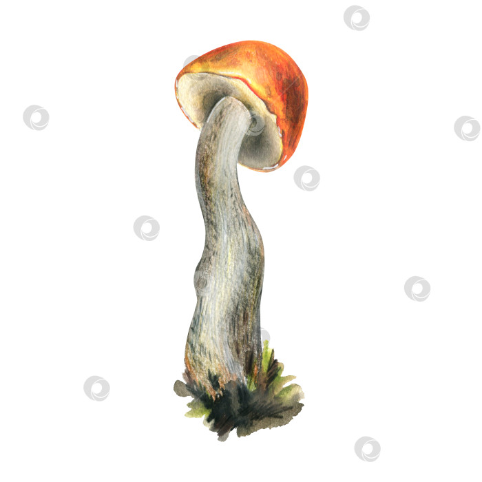 Скачать Лесной съедобный гриб подберезовик с оранжевой шляпкой и мхом на ножке. Акварельная иллюстрация, нарисованная от руки. Для рецептов, упаковки, осеннего фестиваля, сбора урожая. Изолированный объект на белом фоне. фотосток Ozero