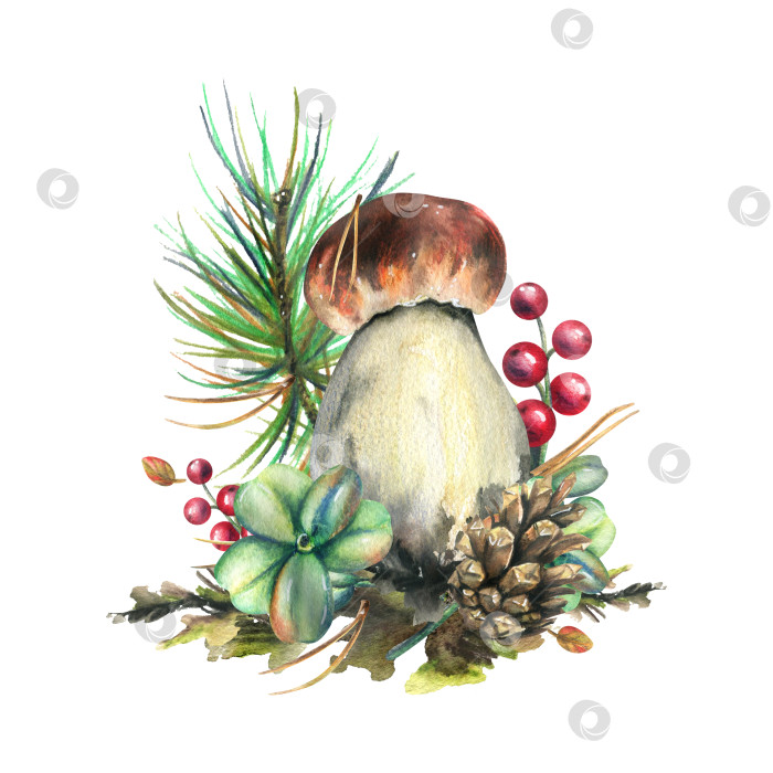 Скачать Лесной белый гриб с лиственницей, брусникой, мхом и шишкой. акварельная иллюстрация, нарисованная от руки. Изолированная композиция на белом фоне. фотосток Ozero