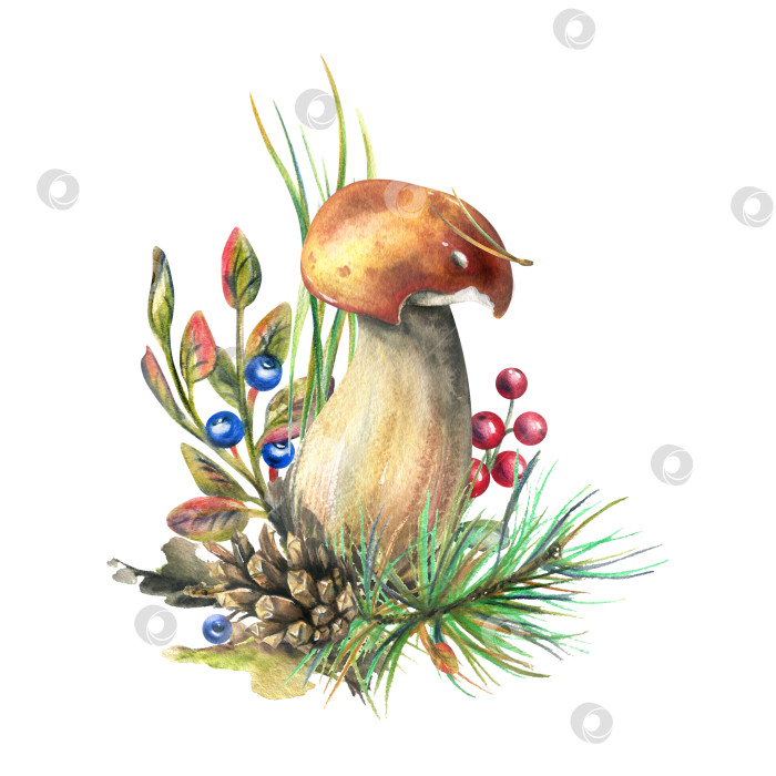 Скачать Лесной белый гриб с лиственницей, брусникой, мхом и шишкой. акварельная иллюстрация, нарисованная от руки. Изолированная композиция на белом фоне фотосток Ozero