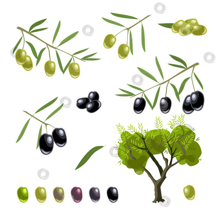 Скачать Векторный набор веточек с зелеными и черными оливками фотосток Ozero