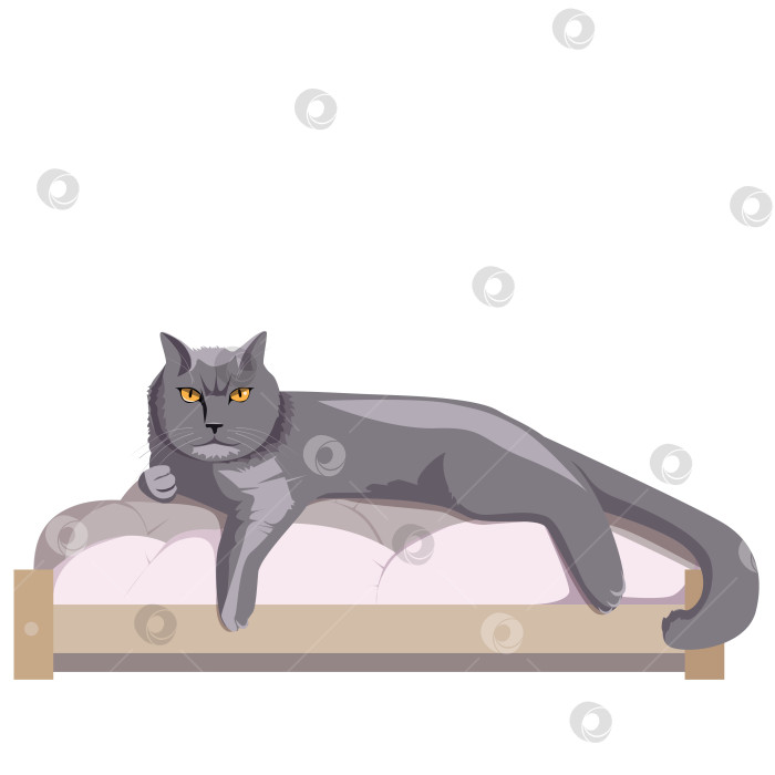 Скачать Британская кошка лежит в удобной кроватке фотосток Ozero