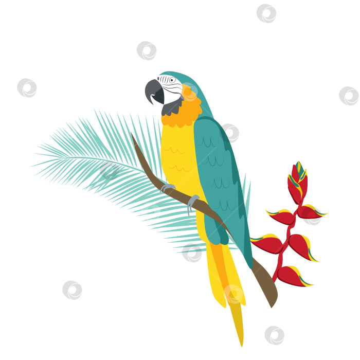 Скачать Сине-желтый попугай Ара с цветком геликонии фотосток Ozero