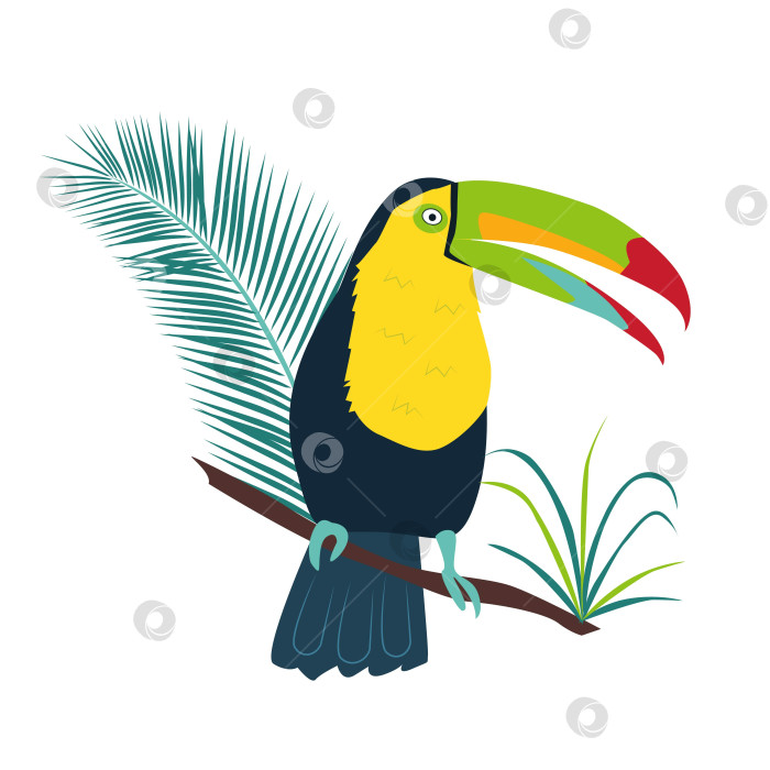 Скачать Радужный тукан - тропическая птица фотосток Ozero