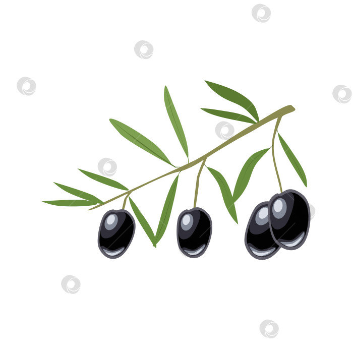 Скачать Ветка с черными оливками фотосток Ozero