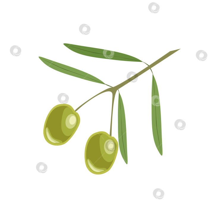 Скачать Ветка с зелеными оливками фотосток Ozero