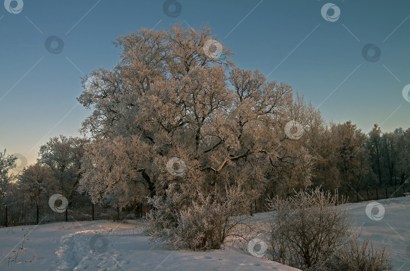 Скачать Дерево с зимним копытом. фотосток Ozero