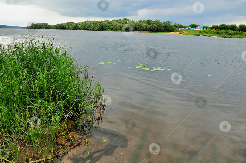 Скачать Береговая и водная растительность на реке ОКА, около города Озеры с видом на пляж. фотосток Ozero