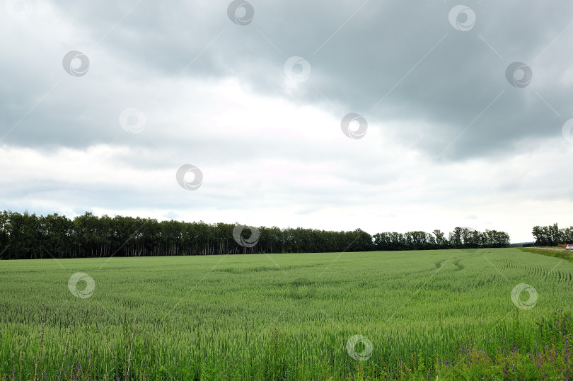 Скачать Тучи над полем засеянном рожью фотосток Ozero