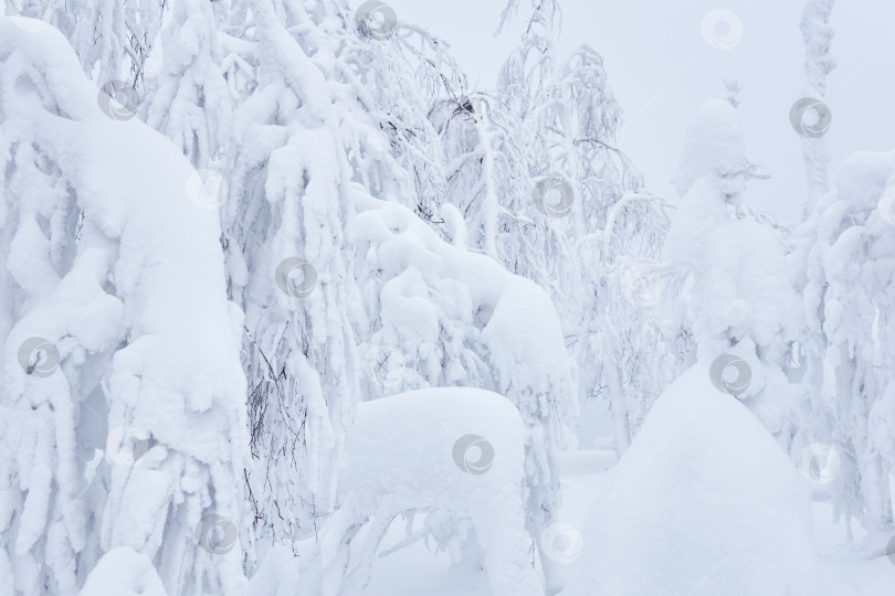 Скачать природный фон - горный лес после сильного снегопада фотосток Ozero